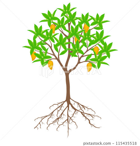 Canistel or egg tree with fruits and flowers on a white background. 115435518