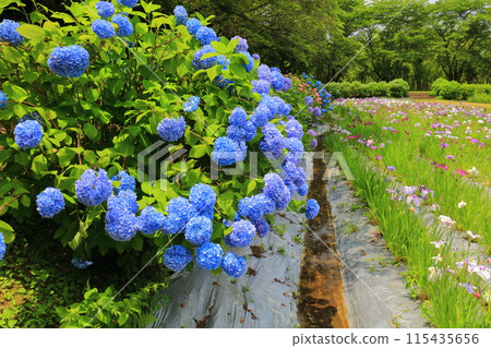 [愛媛郡]池台池公園菖蒲花園裡的菖蒲和繡球花 115435656