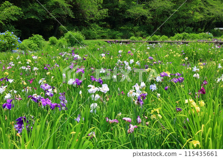 [愛媛郡]池台池公園菖蒲花園裡的菖蒲和繡球花 115435661