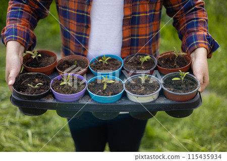 Woman gardener holding tomato seedling in crate ready for planting in organic garden. Planting and gardening concept. Early seedlings grown from seeds in plastic pots Woman gardener holding tomato seedling in crate ready for planting in organic garden. Planting and gardening concept. Early seedlings grown from seeds in plastic pots 115435934