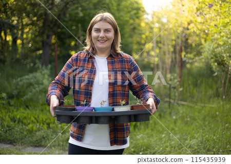 Happy 30s Woman gardener holding tomato seedling in crate ready for planting in organic garden. Planting and gardening concept. Early seedlings grown from seeds in plastic pots 115435939