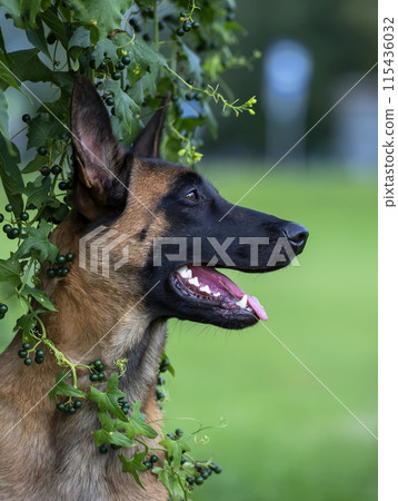 Young malinois portrait in the Bryonia alba bush Young malinois portrait in the Bryonia alba bush 115436032