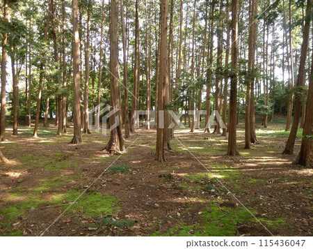 電元經財團遺址(埼玉縣鴻巢市) 電元經財團遺址(埼玉縣鴻巢市) 115436047