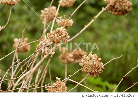Withered hydrangea flowers Withered hydrangea flowers 115436262