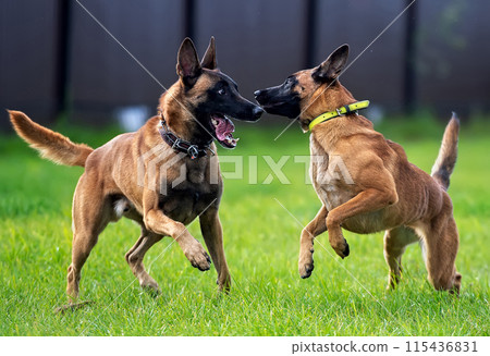 Two young playing belgian shepherds malinois Two young playing belgian shepherds malinois 115436831