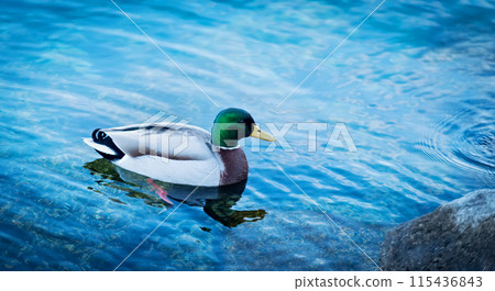 Drake duck swimming at lake Lago di Garda, Italy 115436843