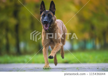 Belgian malinois dog  in the autumn park 115436844