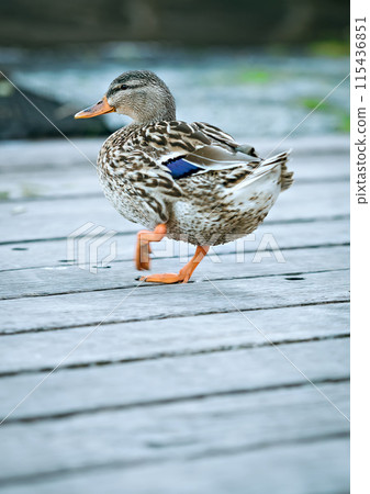Duck walking by the lake Lago di Garda, Italy 115436851