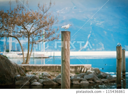 Seagul sitiing on wooden post by the lake Lago di garda, Italy 115436861