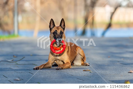 Malinois belgian shepherd with red ring toy 115436862