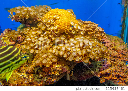 Sea fish Sea fish 115437461