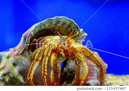 Sea fish Sea fish 115437467