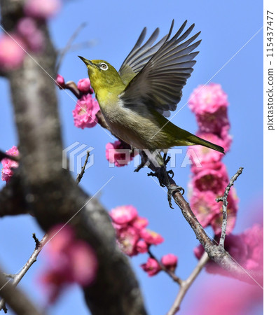 White-eye in full bloom red plum (spring image) White-eye in full bloom red plum (spring image) 115437477