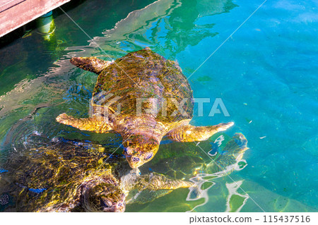 Sea turtle 115437516