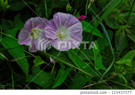 藥用植物旋花科旋花花 115437577