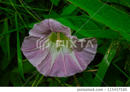 藥用植物旋花科旋花花 藥用植物旋花科旋花花 115437580