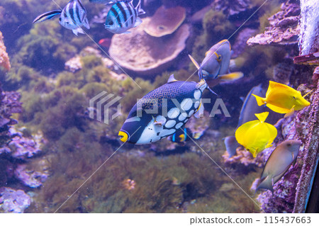 Sea fish 115437663