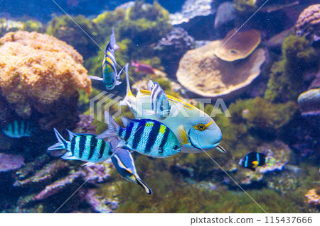 Sea fish Sea fish 115437666