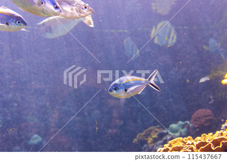 Sea fish Sea fish 115437667
