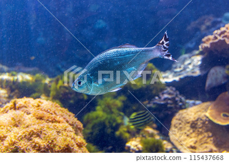 海魚 115437668