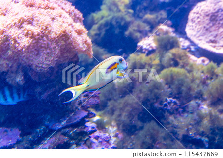 Sea fish Sea fish 115437669