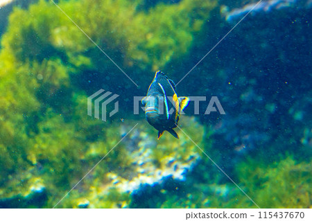 Sea fish Sea fish 115437670