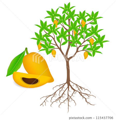 Canistel or egg tree with fruits and flowers. 115437706
