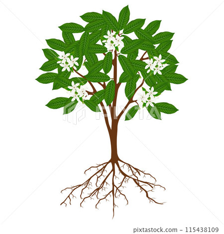 Borojoa patinoi tree with flowers on a white background. 115438109