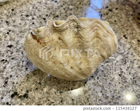Tridacna, giant clam, shellfish Tridacna, giant clam, shellfish 115438127