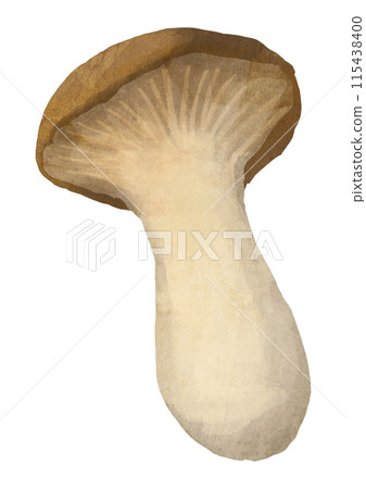 Watercolor illustration of king oyster mushroom 115438400