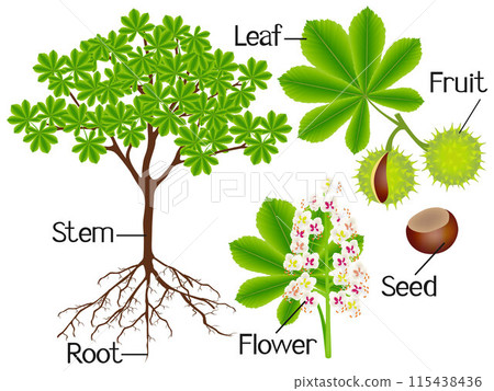 Parts of horse chestnut tree on a white background. Parts of horse chestnut tree on a white background. 115438436