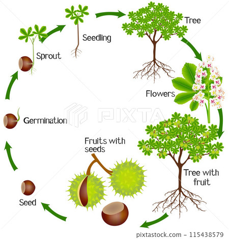 A growth cycle of horse chestnut plant on a white background. A growth cycle of horse chestnut plant on a white background. 115438579