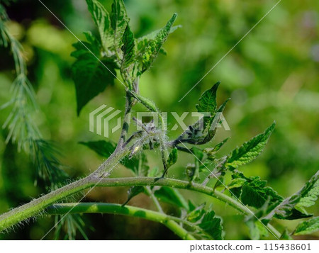 Tomato leaves and down 115438601