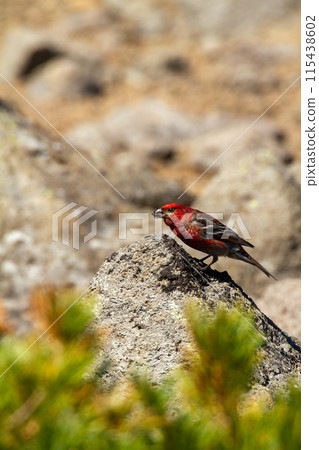 Ginzan Machico 115438602