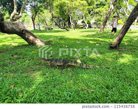 Lumpini Park 115438738