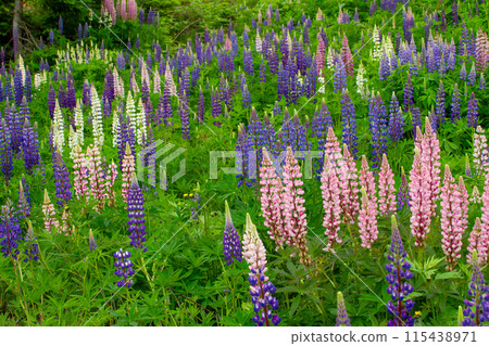  Lupine 115438971
