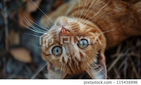 A cat lying on fallen leaves and looking up 115438996