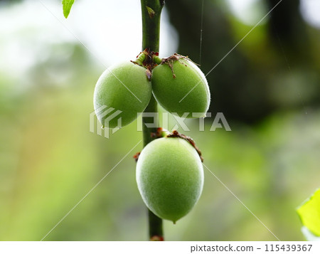 Young plum fruit Young plum fruit 115439367