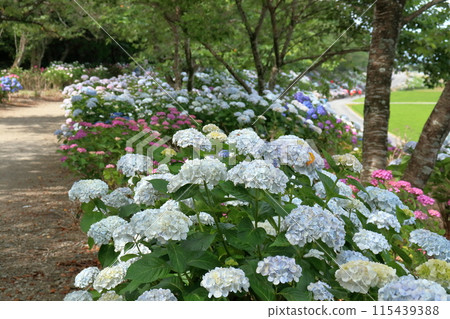 野市紫陽花路 - 享受堤防上下(高知縣甲南市) 野市紫陽花路 - 享受堤防上下(高知縣甲南市) 115439388
