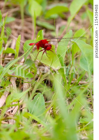 Red dragonfly stopping in grass Red dragonfly stopping in grass 115439408