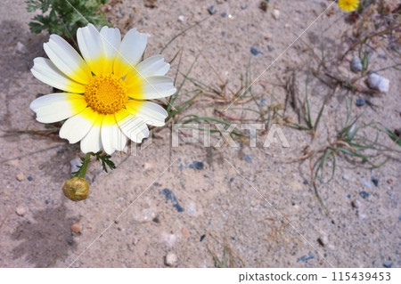 克里特島的皇冠雛菊 115439453