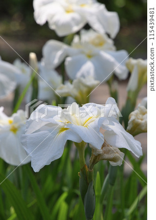 White hibiscus (Japanese iris) White hibiscus (Japanese iris) 115439481