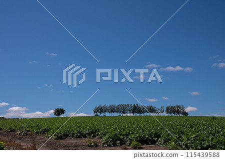 Summer green vegetable field and blue sky Biei town 115439588