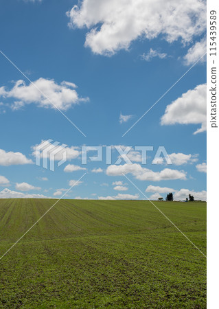 Summer green field and blue sky 115439589