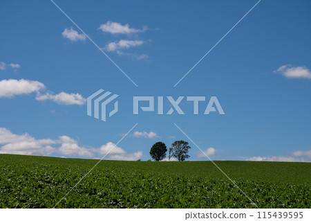 Summer green field and blue sky, Biei town 115439595
