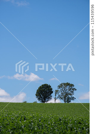 Summer green field and blue sky, Biei town 115439596