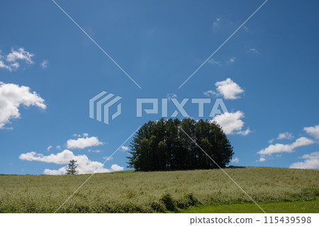 Green pine forest and blue sky on the hill Green pine forest and blue sky on the hill 115439598