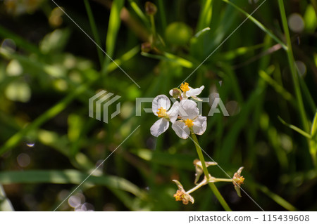 Omodaka blooming in paddy fields 115439608