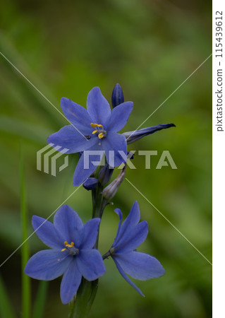 Beautiful purple flowers blooming in rice paddies: Mizuaoi 115439612