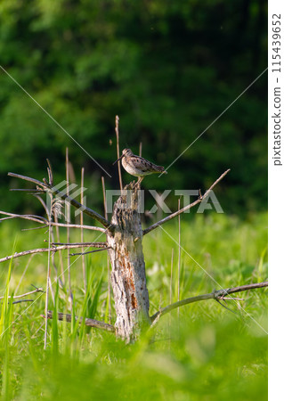 Affiliation 115439652